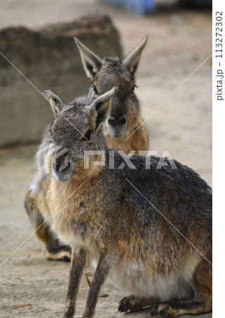 動物園のマーラ 113272302