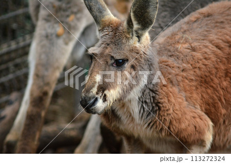 動物園のカンガルー 動物園のカンガルー 113272324