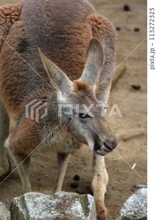 動物園のカンガルー 動物園のカンガルー 113272325