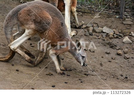 動物園のカンガルー 動物園のカンガルー 113272326