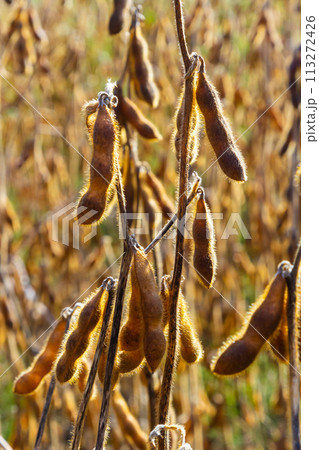 Soybeans pod macro. Harvest of soy beans - agriculture legumes plant. Soybean field - dry soyas pods 113272426