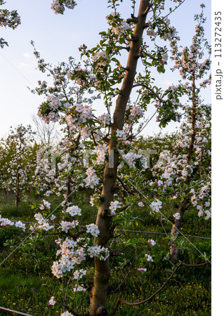 apple trees in the spring in the orchard, young apple trees on a plantation in the countryside apple trees in the spring in the orchard, young apple trees on a plantation in the countryside 113272435