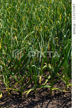 Green onions growing in the garden. spring vegetables. Organic food. Macro 113272467