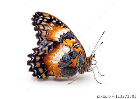 Beautiful Malabar Banded Peacock butterfly isolated on a white background. Side view Beautiful Malabar Banded Peacock butterfly isolated on a white background. Side view 113272503