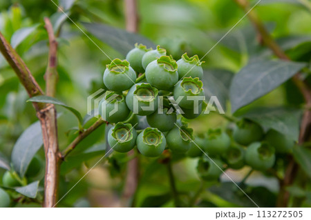 Green blueberries, Vaccinium corymbosum, ripening fruit on a blueberry bush, close-up view 113272505