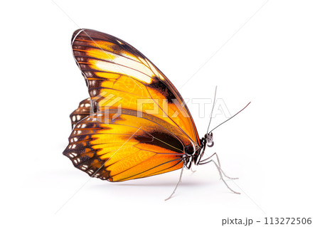 Beautiful Kaiser-i-Hind butterfly isolated on a white background. Side view Beautiful Kaiser-i-Hind butterfly isolated on a white background. Side view 113272506
