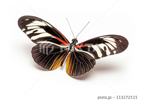 Beautiful Sapho Longwing butterfly isolated on a white background with clipping path Beautiful Sapho Longwing butterfly isolated on a white background with clipping path 113272515