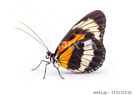 Beautiful Heliconius butterfly isolated on a white background. Side view Beautiful Heliconius butterfly isolated on a white background. Side view 113272516
