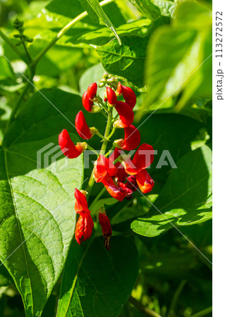 Beautiful flowers of Runner Bean Plant Phaseolus coccineus growing in the garden 113272572