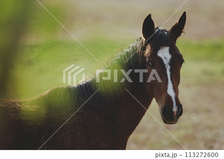 close up head of female horse standing outdoor 113272600