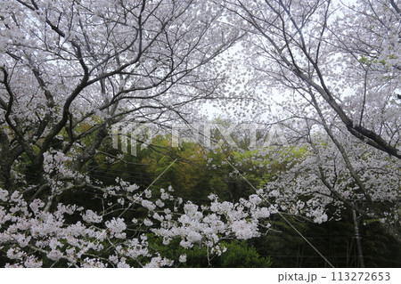 桜の花と若葉 113272653