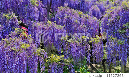 春 あしかがフラワーパーク 藤の花満開 113272684