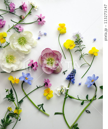 春の花の花びら、白背景に春の花の花びらの背景、クリスマスローズと春の花のボタニカルなフレーム 113273147