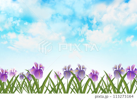 花菖蒲と青空の背景 風景 花菖蒲と青空の背景 風景 113273164