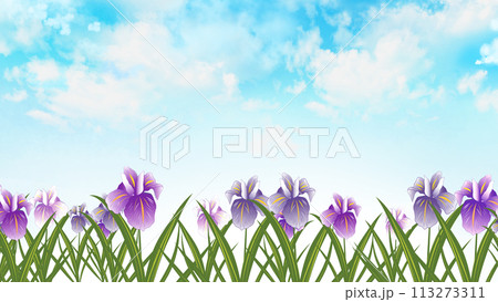 花菖蒲と青空の背景　風景　16:9 113273311