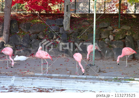 フラミンゴ　小諸市動物園　《長野県》 113273525