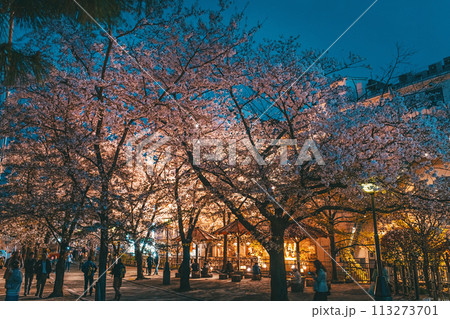 京都 祇園白川の夜桜 京都 祇園白川の夜桜 113273701