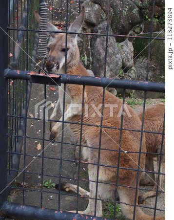 餌をねだるカンガルー 113273894