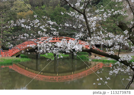 金沢文庫称名寺庭園の桜 113273978