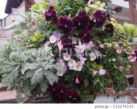 花のある風景 113274135