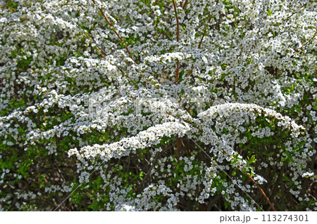 ユキヤナギ（雪柳） 113274301