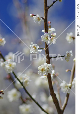 梅の花 113274409