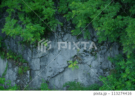 新緑風景 113274416