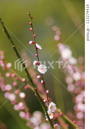 梅の花 梅の花 113274419
