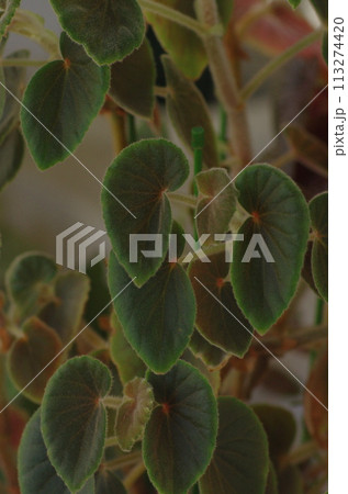 植物の葉 113274420