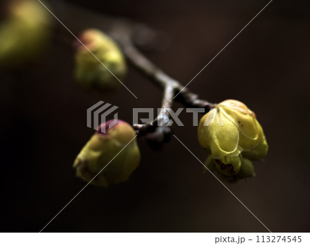 3月に咲いた土佐水木(トサミズキ)の花 3月に咲いた土佐水木(トサミズキ)の花 113274545