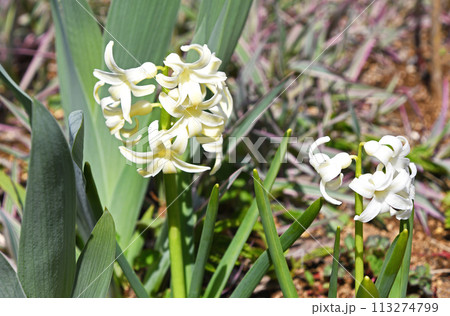 ヒヤシンス ヒヤシンス 113274799