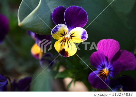 ビオラ ビオラ 113274838