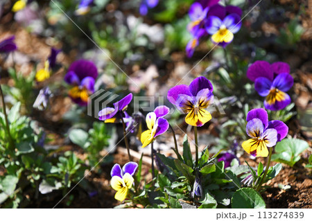 ビオラ ビオラ 113274839