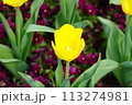 チューリップ 113274981