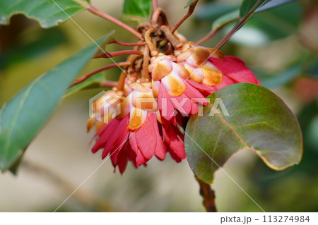 赤色の花 113274984