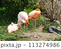 フラミンゴ 113274986