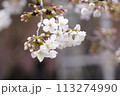 桜 113274990