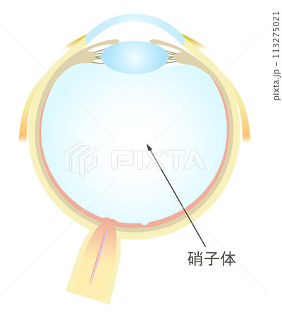 眼の水平断面図 硝子体 113275021