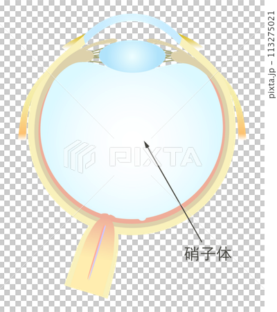 眼の水平断面図 硝子体 113275021