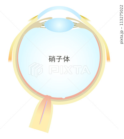 眼の水平断面図 硝子体 113275022