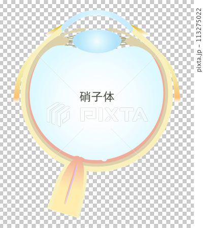 眼の水平断面図 硝子体 113275022