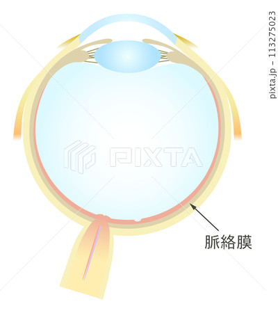 眼の水平断面図 脈絡膜 113275023