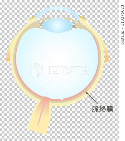 眼の水平断面図 脈絡膜 113275023