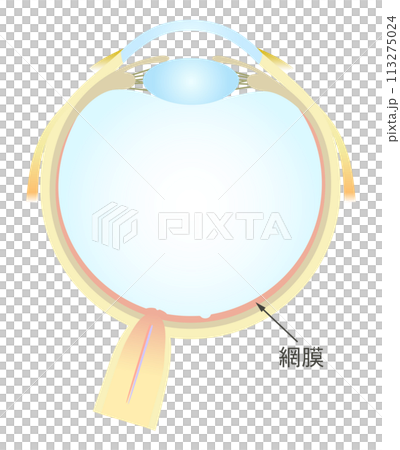 Horizontal section of the eye Retina 113275024