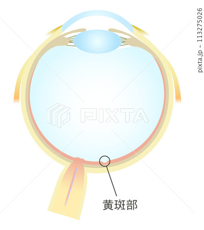 眼の水平断面図 黄斑部 眼の水平断面図 黄斑部 113275026