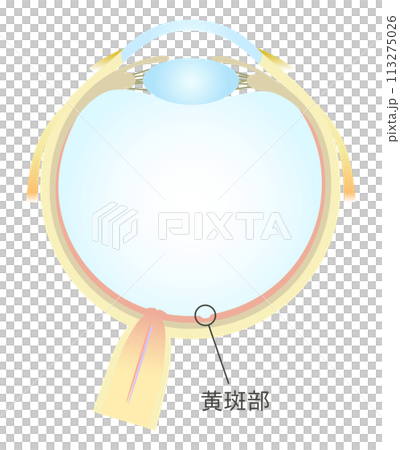 眼の水平断面図 黄斑部のイラスト素材 [113275026] - PIXTA