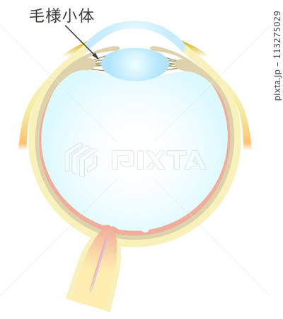 眼の水平断面図 毛様小体 眼の水平断面図 毛様小体 113275029