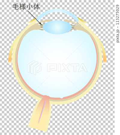 眼の水平断面図 毛様小体 眼の水平断面図 毛様小体 113275029