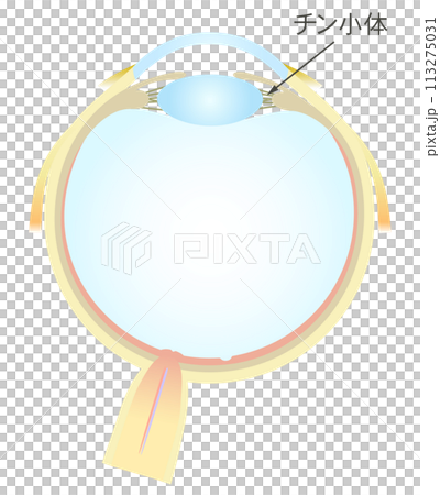 Horizontal section of the eye Zinn corpuscle Horizontal section of the eye Zinn corpuscle 113275031