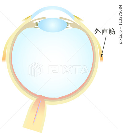 眼の水平断面図 外直筋 113275084